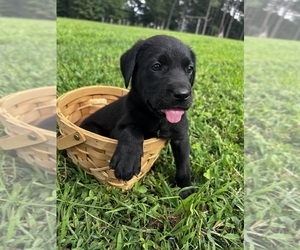Labrador Retriever Puppy for sale in AMHERST, VA, USA