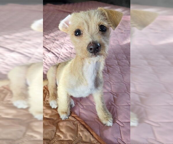 Medium Photo #3 Chihuahua-Unknown Mix Puppy For Sale in Genesee, WI, USA