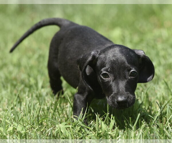Medium Photo #6 Dachshund-Unknown Mix Puppy For Sale in Mechanicsburg, PA, USA