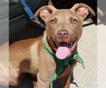 Small #12 Labrador Retriever Mix