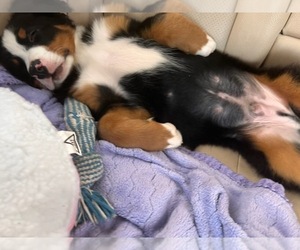 Mother of the Bernese Mountain Dog puppies born on 08/14/2022