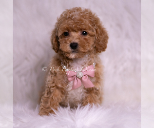 Maltipoo (Miniature) Puppy for sale in WARSAW, IN, USA