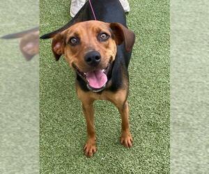American Foxhound-Unknown Mix Dogs for adoption in Fayetteville, NC, USA