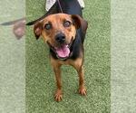 COOKIE - Female American Foxhound-Unknown Mix Dog for Adoption - Small photo