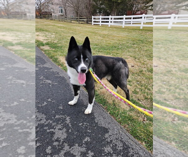 Medium Photo #12 Border Collie-Siberian Husky Mix Puppy For Sale in Silver Spring, MD, USA
