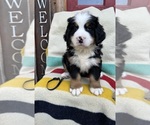 Puppy Banks Bernese Mountain Dog