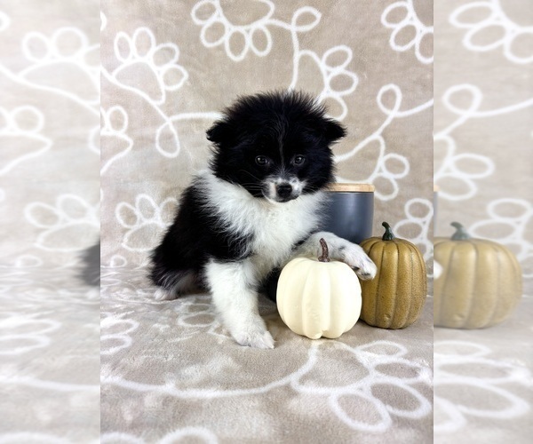Medium Photo #1 Pomeranian Puppy For Sale in INDIANAPOLIS, IN, USA