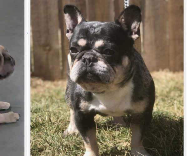 Medium Photo #1 French Bulldog Puppy For Sale in GOSHEN, IN, USA