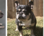Small Photo #1 French Bulldog Puppy For Sale in GOSHEN, IN, USA