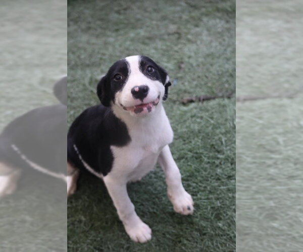 Medium Photo #1 Labrador Retriever-Unknown Mix Puppy For Sale in garner, NC, USA