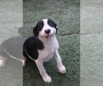 Small Labrador Retriever Mix