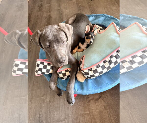 Medium Photo #4 Mutt Puppy For Sale in Goodyear, AZ, USA
