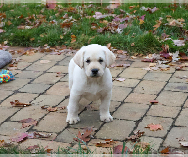 Medium Photo #6 Labrador Retriever Puppy For Sale in SYRACUSE, IN, USA