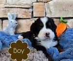 Small Photo #9 Bernese Mountain Dog Puppy For Sale in BRANSON, MO, USA