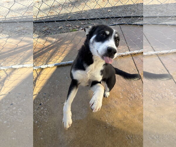 Medium Photo #1 Siberian Husky Puppy For Sale in York, SC, USA