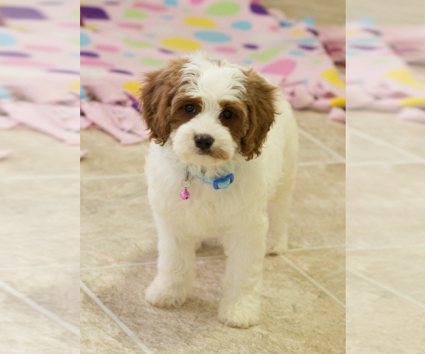 Medium Photo #1 Cavapoo Puppy For Sale in BAY VIEW, WI, USA