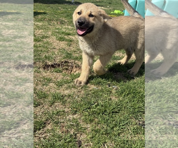 Medium Photo #9 German Shepherd Dog-Wolf Hybrid Mix Puppy For Sale in HAMILTON, TX, USA