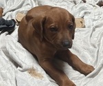 Puppy Puppy 5 purple Rhodesian Ridgeback