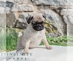 Small #1 Pug