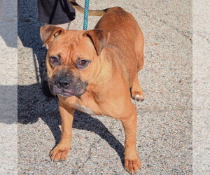Lola - Female American Staffordshire Terrier-Boxer Mix Dog for Adoption - Photo #2