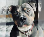 Small #9 American Staffordshire Terrier Mix