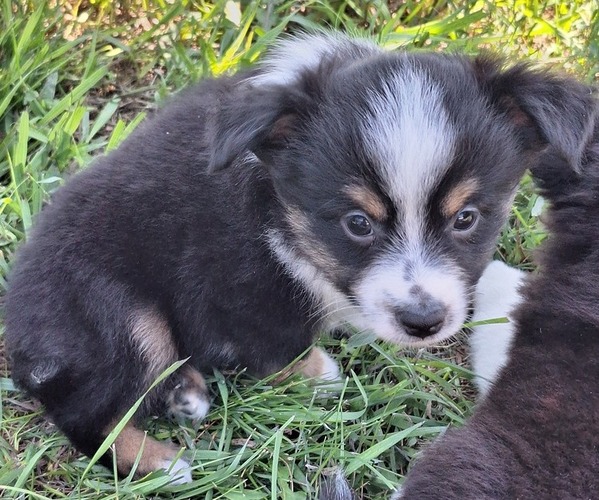Medium Photo #3 Miniature Australian Shepherd Puppy For Sale in FAIRVIEW, SD, USA