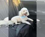 Small #2 Poochon