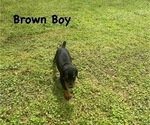 Small #13 Doberman Pinscher