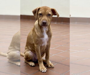 Labrador Retriever-Unknown Mix Dogs for adoption in Jefferson, NJ, USA