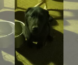 Chow Chow-German Shepherd Dog Mix Dogs for adoption in Bonifay, MO, USA