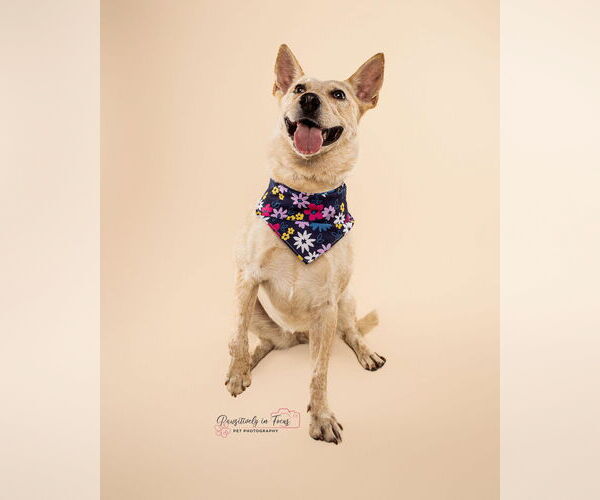 Medium Photo #4 Mutt Puppy For Sale in Aurora, CO, USA