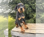 Small #3 Rottweiler