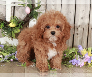 Poochon Puppy for sale in MOUNT VERNON, OH, USA