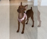 Jesse - Female Miniature Pinscher Puppy for Sale - Photo #5