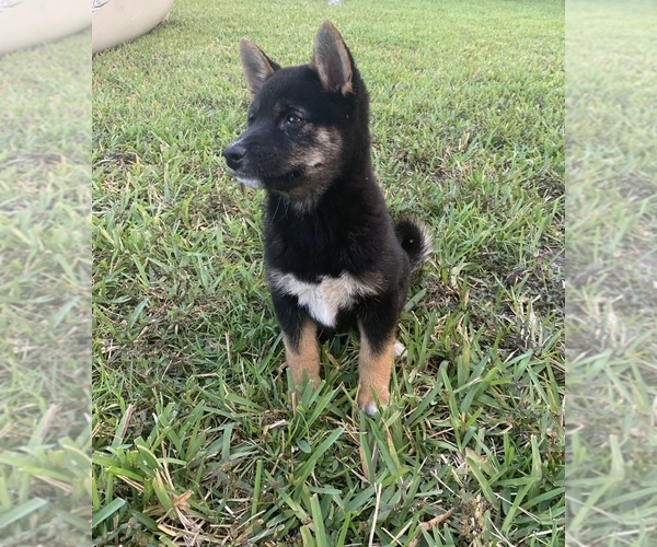 Medium Photo #9 Shiba Inu Puppy For Sale in MERRITT IS, FL, USA