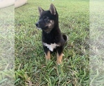 Small Photo #9 Shiba Inu Puppy For Sale in MERRITT IS, FL, USA