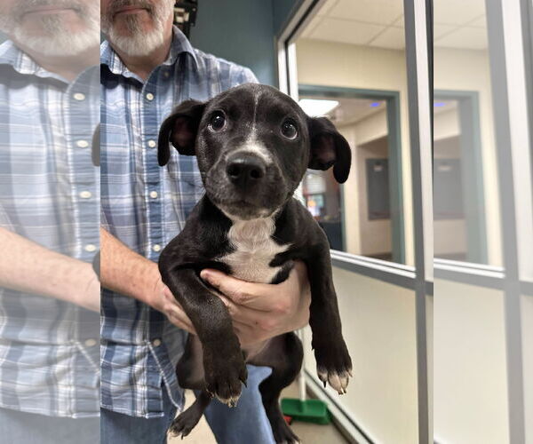 Medium Photo #1 Pointer-Unknown Mix Puppy For Sale in Woodbury, NY, USA