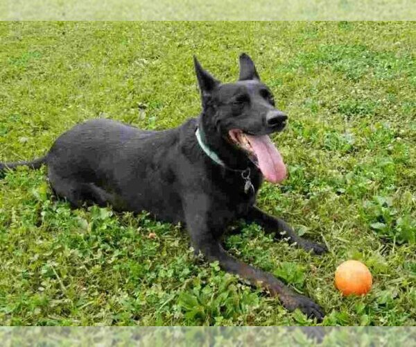 Medium Photo #6 German Shepherd Dog Puppy For Sale in Kansas City, MO, USA