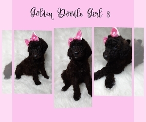 Goldendoodle-Poodle (Standard) Mix Puppy for sale in INDIANAPOLIS, IN, USA