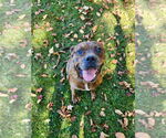 Small #8 American Staffordshire Terrier-Boxer Mix