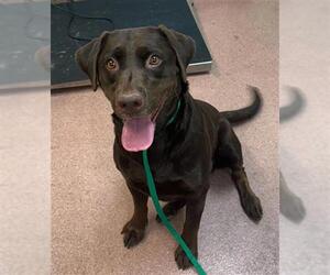 Labrador Retriever Dogs for adoption in Ogden, UT, USA