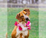 Small #4 Coonhound Mix