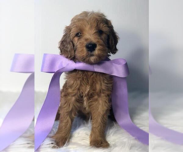 Medium Photo #14 Goldendoodle Puppy For Sale in DEMOPOLIS, AL, USA