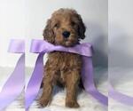 Small Photo #14 Goldendoodle Puppy For Sale in DEMOPOLIS, AL, USA