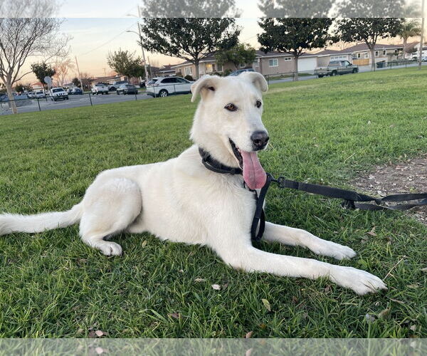 Medium Photo #1 Mutt Puppy For Sale in Menifee, CA, USA