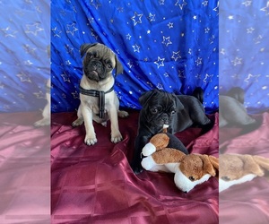 Pug Puppy for sale in RIVERSIDE, CA, USA