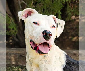 American Staffordshire Terrier Dogs for adoption in Albuquerque, NM, USA