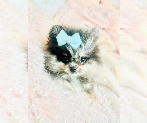 Medium Photo #21 Pomeranian Puppy For Sale in NEW YORK, NY, USA