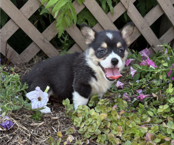 Medium Photo #5 Pembroke Welsh Corgi Puppy For Sale in THORP, WI, USA