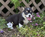 Small #4 Pembroke Welsh Corgi